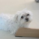 못된강아지 | 강아지 셀프미용 말티즈 얼굴미용 집에서 해본 후기