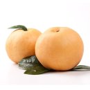 도성김치찜 | 삽화이야기 - 앙암 바위 등