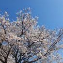 피자애 중화역점 이미지