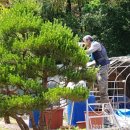 소나무 농장 이미지