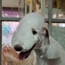 달이네애견미용실 이미지