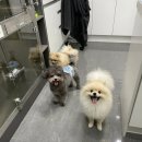 문정힐스 동물병원 | 🏠문정힐스동물병원 [반려동물 호텔 비용 및 이용 안내],강아지호텔,고양이 호텔,반려동물 호텔링,동물...