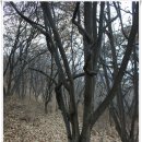 파평체육공원 | [20161112]파주 파평산(파평체육공원-눌노리 사방댐-팔각정자-파평산 동봉-군사도로-공동묘지-봉영사...