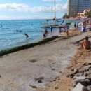 와이키키 이미지