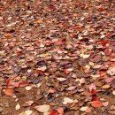 옥빛공원 이미지