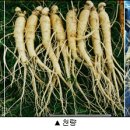 고려인삼쎈타 이미지