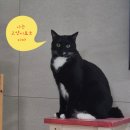 나는고양이 | 고양이의 눈으로 본 인간 세상: 나쓰메 소세키『나는 고양이로소이다』독서 후기