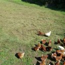 방식농장 이미지