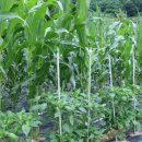 2025 옥수수 판매 이미지