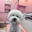 산두로펫살롱 이미지