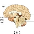 뇌(腦)의 8 가지 흥미로운 사실 이미지