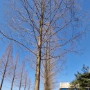 기지시 메타세콰이아 이미지