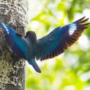 파랑새2 이미지