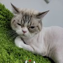 몽이슈(mong issue) 이미지