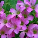 모전여전 이미지