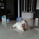 호호 Daum카페
