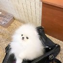 라페트 폼 이미지