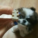 아름덴탈코리아 | 덴케어 벳 그린케어 (됸앤봄님 이벤트후기)