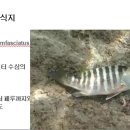 176 태평양통돔 Snapper, Pacific Cubera 이미지