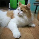 프롬시아 캐터리 이미지