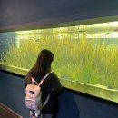 리얼팡팡게임 | [대구 동구] 대구 최초 위시캣 콜라보! 🐱✨ 대구 아쿠아리움 다녀온 리얼 후기