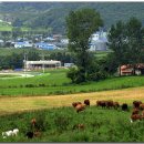 평화목장 이미지