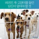 금고양이 이미지