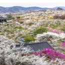 매화2길 이미지