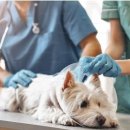 꿈꾸는동물병원 이미지