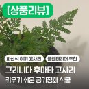 [상품리뷰] 키우기 쉬운 식물 ‘그리니다 미니 포레스트 화산석 후마타 고사리’ 플랜테리어 | 초보...