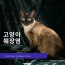 오렌지동물병원 이미지