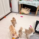 도그레스트 이미지