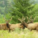 유일사슴목장 이미지