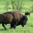 버팔로 이미지