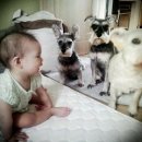 파트라슈 이미지