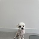 이뻐질개 이미지