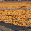 광경목장 이미지