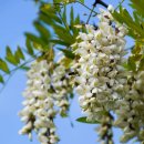 아카시아 이미지