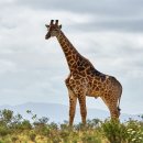 안녕 기린 이미지