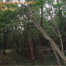 중문동-18 네이버블로그