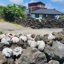 [제주도] 8월 제주도 동쪽여행 2일차(김녕해수욕장, 쿠쿤, 카페여유로이, 빛의벙커, 탐나는 도새기)