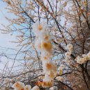 보령산양산삼