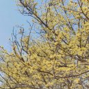 영원사석조약사여래좌상 | 이천 여행, 노란 물결이 춤추는 이천 백사 산수유 마을을 찾아서~