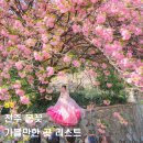 완산뜨락작은도서관 | 전주 겹벚꽃 명소 전주꽃동산 완산칠봉꽃동산 전주대 전주수목원