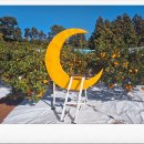 미정농장 | 제주 여행 중 가장 만족스러운 체험 제주 하례감귤체험농장에서 느낀 진짜 달콤함