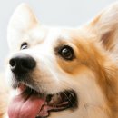 우영플라워 이미지