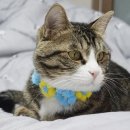 의정부종합동물병원 이미지