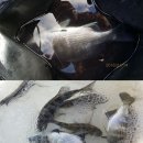 순천대물낚시 이미지