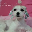 비비어 이미지