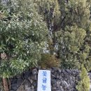 54농장 | [제주여행] 제주 서귀포 귤따기체험 &#39;꽃귤농장&#39; 내돈내산 후기